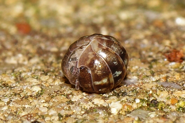 Armadillidium vulgare (Latreille, 1804) &copy; Hans Jonkman