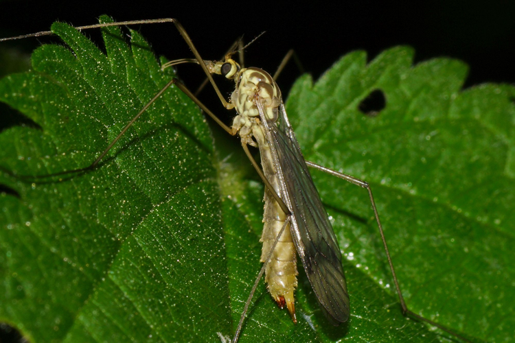 Nephrotoma quadrifaria (Meigen, 1804) &copy; Hans Jonkman