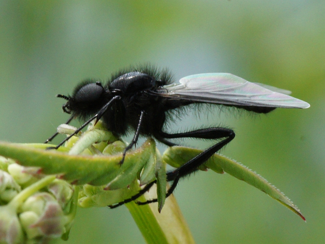 Bibio marci (Linnaeus, 1758) &copy; Hans Jonkman