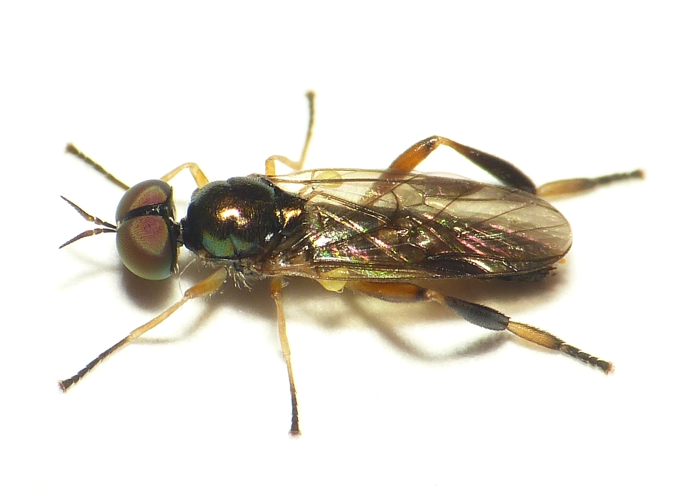 Chorisops tibialis (Meigen, 1820) &copy; Dick Belgers