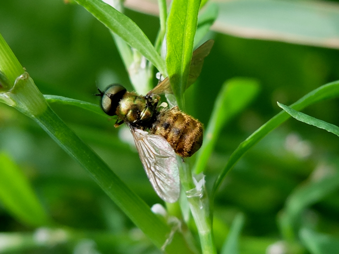 Chloromyia formosa (Scopoli, 1763) &copy; Hannco Bakker