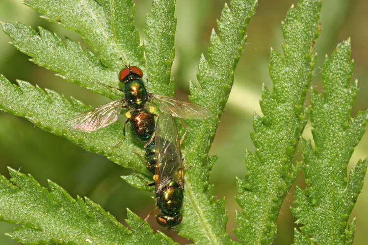 Microchrysa polita (Linnaeus, 1758) &copy; Jan Kersten