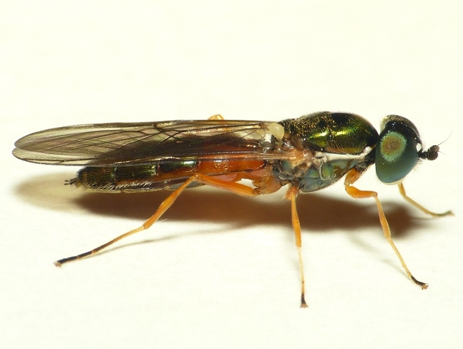Sargus bipunctatus (Scopoli, 1763) &copy; Dick Belgers