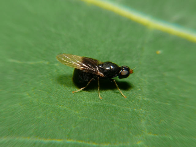 Pachygaster atra (Panzer, 1798) &copy; Dick Belgers