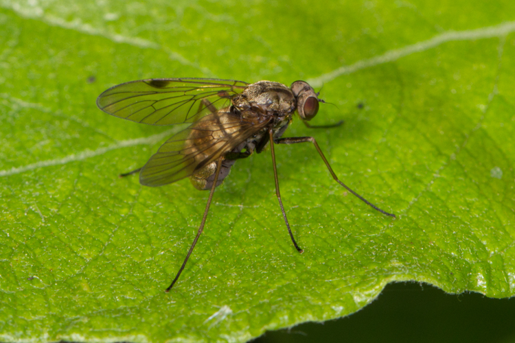 Chrysopilus cristatus (Fabricius, 1775) &copy; Sandra Lamberts