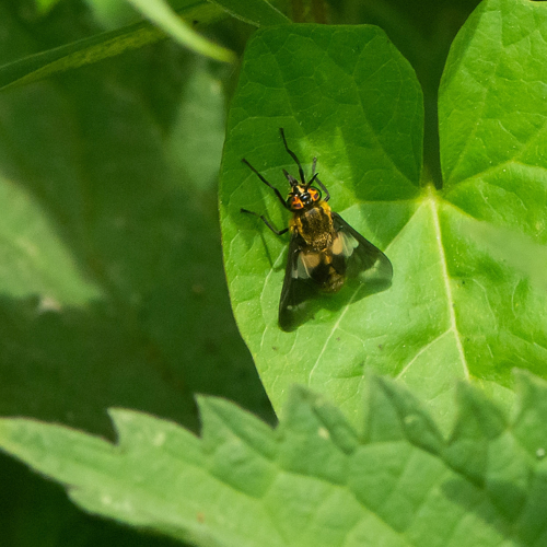 Chrysops caecutiens (Linnaeus, 1758) &copy; Wijnand van Buuren