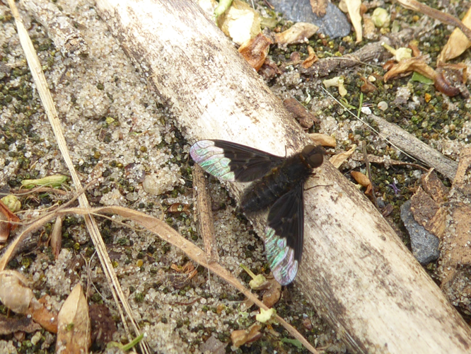 Hemipenthes morio (Linnaeus, 1758) &copy; Tjerk Nawijn