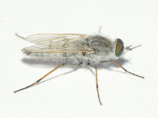 Acrosathe annulata (Fabricius, 1805) &copy; Dick Belgers