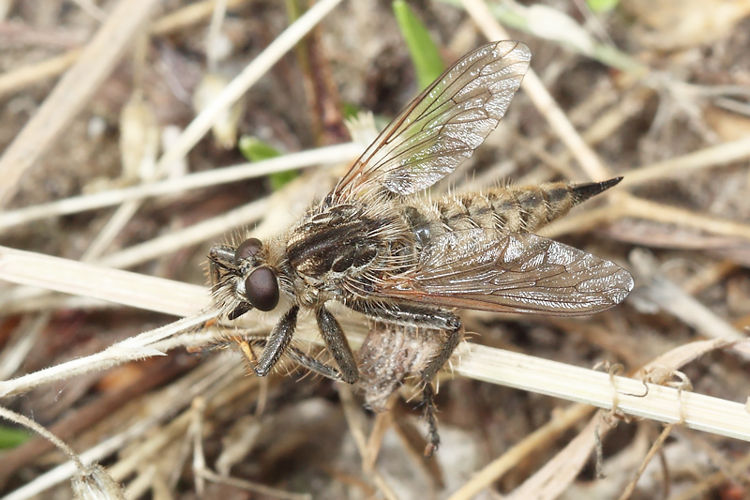 Dysmachus trigonus (Meigen, 1804) &copy; Marijke Kanters