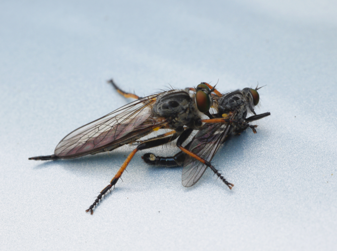 Neoitamus cyanurus (Loew, 1849) &copy; M. Vos-Jaspers