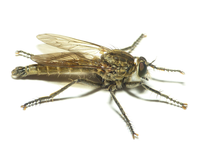 Philonicus albiceps (Meigen, 1820) &copy; Dick Belgers