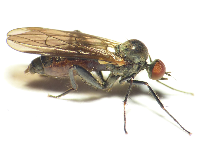 Hybos culiciformis (Fabricius, 1775) &copy; Dick Belgers