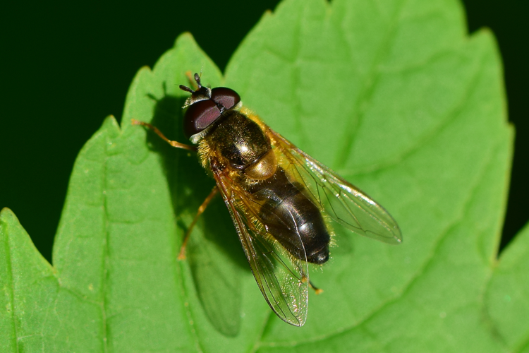 Epistrophe eligans (Harris, 1780) &copy; Bert Oving