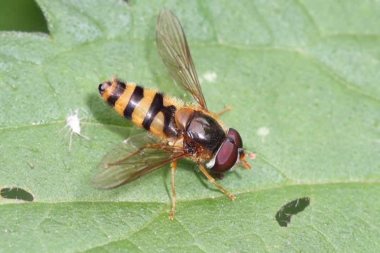 Epistrophe nitidicollis (Meigen, 1822) &copy; Marijke Kanters