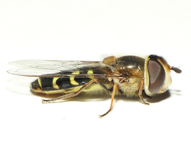 Scaeva selenitica (Meigen, 1822) &copy; Dick Belgers