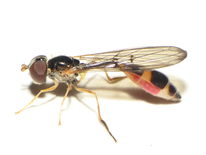 Baccha elongata (Fabricius, 1775) &copy; Dick Belgers