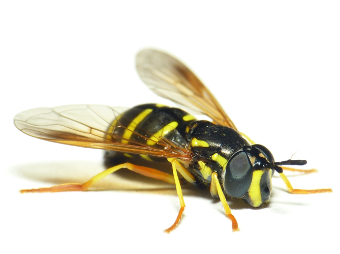 Chrysotoxum vernale Loew, 1841 &copy; Dick Belgers