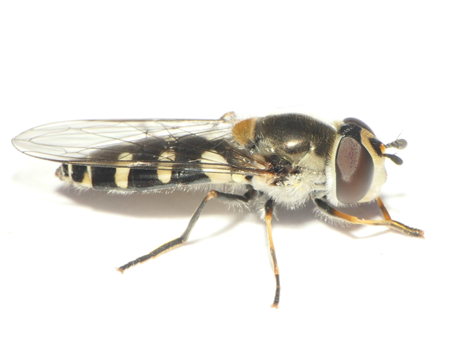 Melangyna umbellatarum (Fabricius, 1794) &copy; Dick Belgers