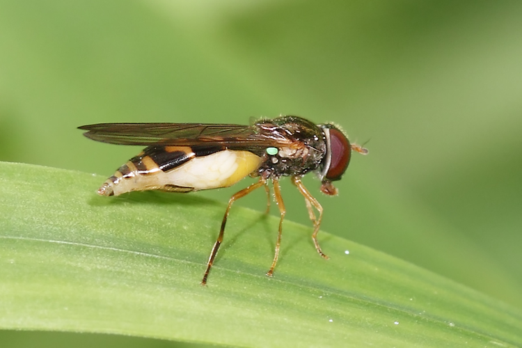 Melanostoma mellinum (Linnaeus, 1758) &copy; Marijke Kanters