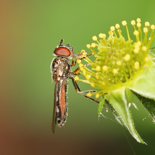 Platycheirus albimanus (Fabricius, 1781) &copy; Marijke Kanters