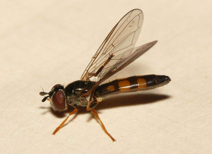 Platycheirus angustatus (Zetterstedt, 1843) &copy; Dick Belgers