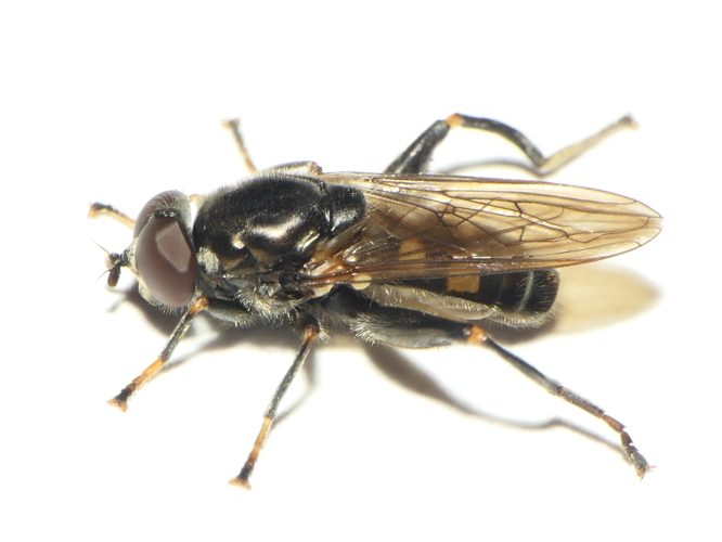 Chalcosyrphus nemorum (Fabricius, 1805) &copy; Dick Belgers