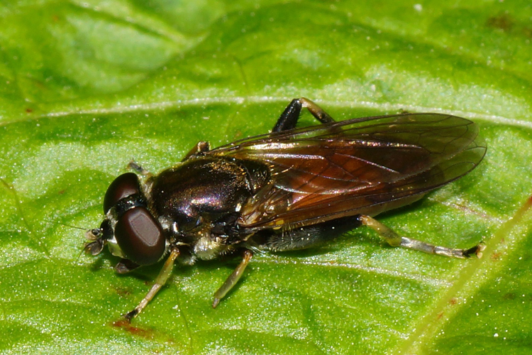 Xylota segnis (Linnaeus, 1758) &copy; Hans Jonkman