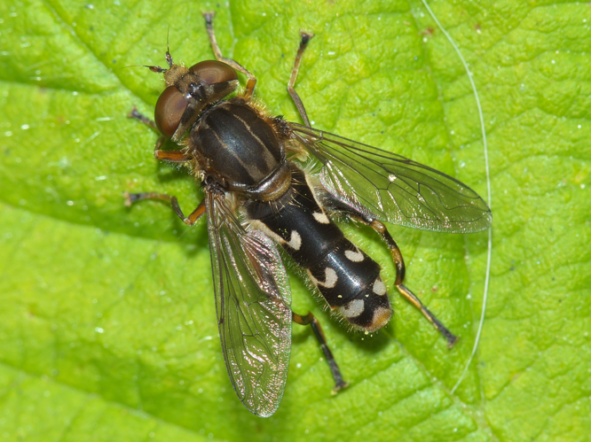 Anasimyia contracta Claussen & Torp, 1980 &copy; Jur Heijnen