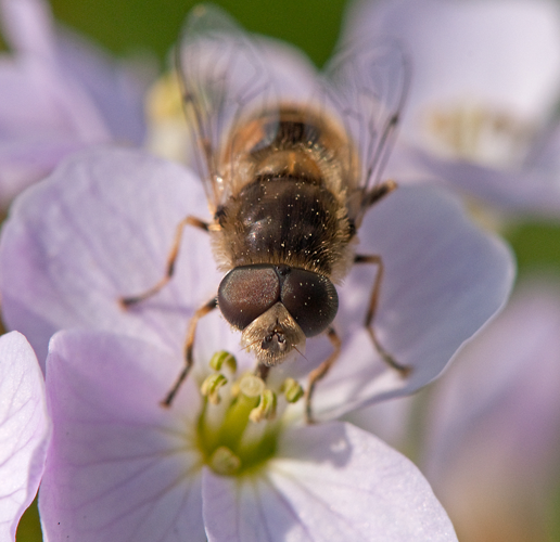 Eristalis arbustorum (Linnaeus, 1758) &copy; Wijnand van Buuren