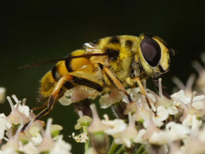 Myathropa florea (Linnaeus, 1758) &copy; Hans Jonkman