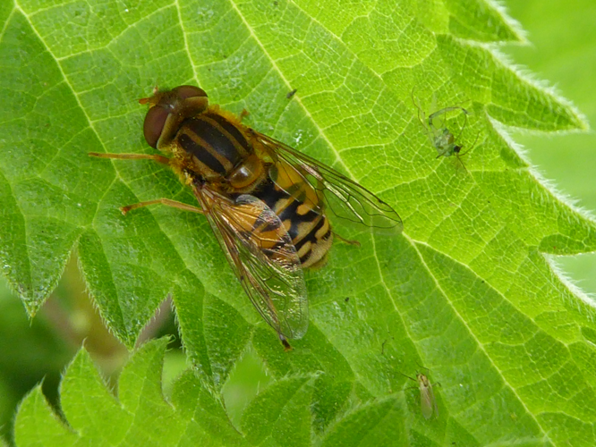 Parhelophilus versicolor (Fabricius, 1794) &copy; Tjerk Nawijn