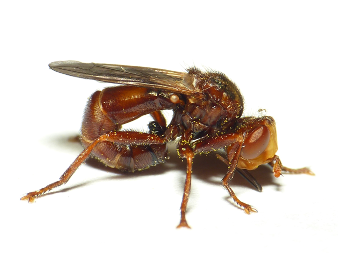 Sicus ferrugineus (Linnaeus, 1761) &copy; Dick Belgers