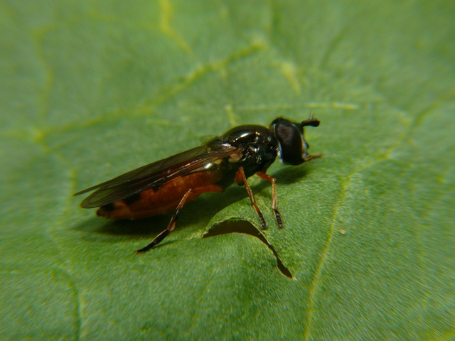Platycheirus granditarsus (Forster, 1771) &copy; Dick Belgers