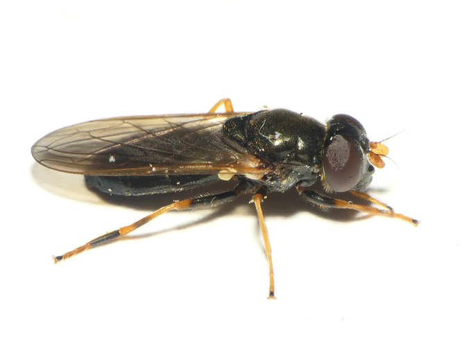 Cheilosia pagana (Meigen, 1822) &copy; Dick Belgers