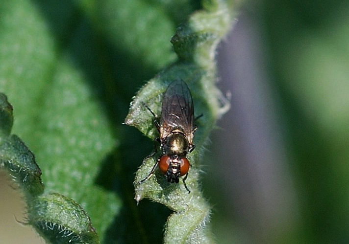 Lejogaster metallina (Fabricius, 1777) &copy; Louis Westgeest