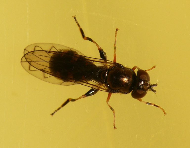 Neoascia interrupta (Meigen, 1822) &copy; Dick Belgers
