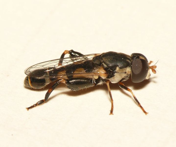 Syritta pipiens (Linnaeus, 1758) &copy; Dick Belgers
