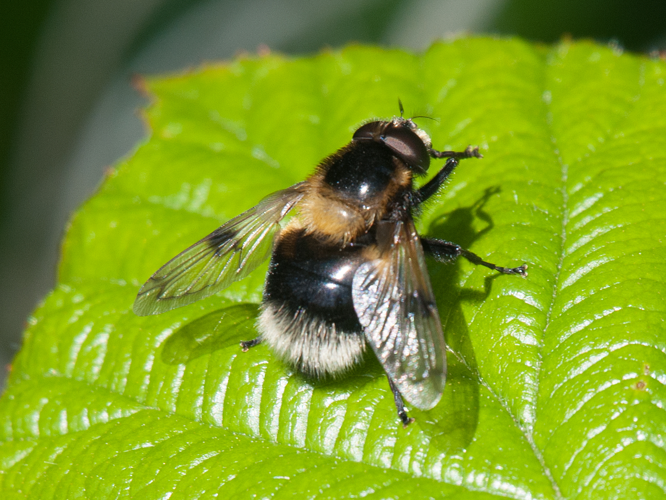 Volucella bombylans (Linnaeus, 1758) &copy; Kees Venneker