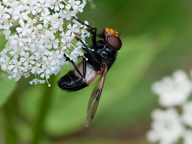 Volucella pellucens (Linnaeus, 1758) &copy; Kees Venneker