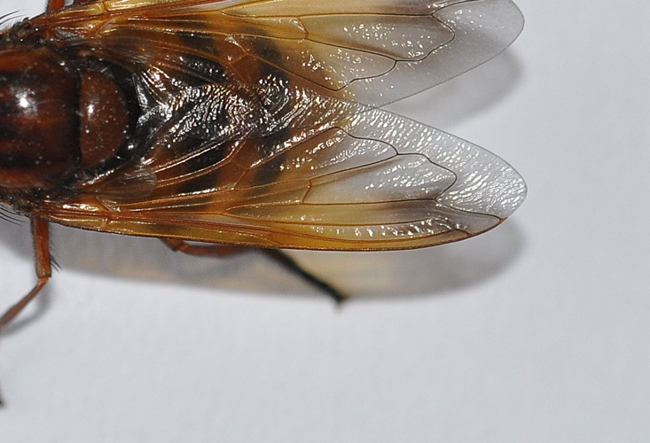 Volucella zonaria (Poda, 1761) &copy; Louis Westgeest