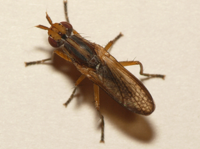 Limnia unguicornis (Scopoli, 1763) &copy; Dick Belgers