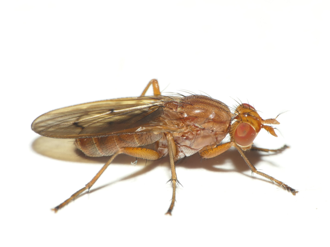 Tetanocera ferruginea Fallén, 1820 &copy; Dick Belgers
