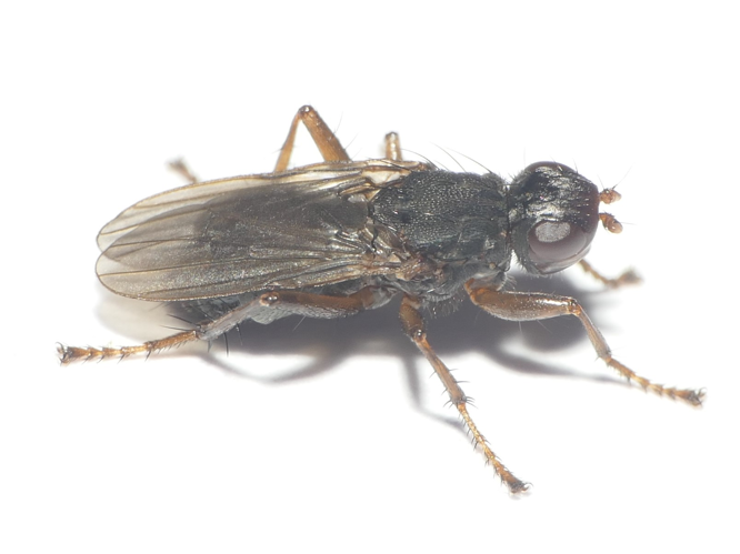 Orygma luctuosa Meigen, 1830 &copy; Dick Belgers