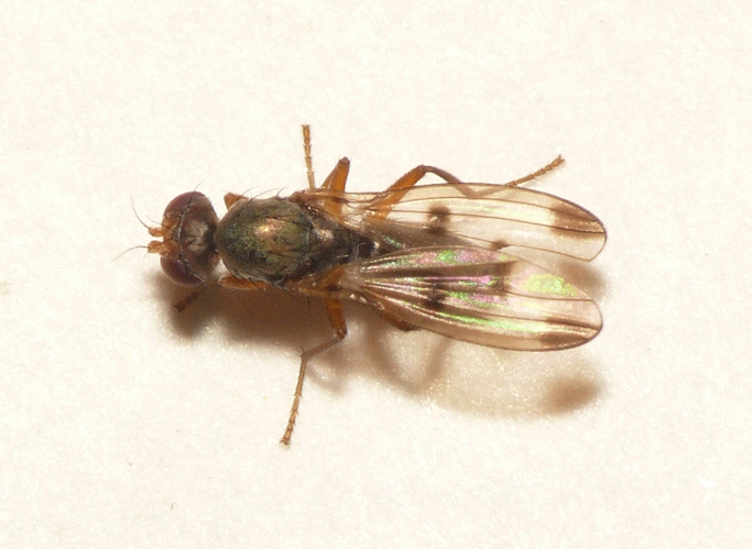 Geomyza tripunctata Fallén, 1823 &copy; Dick Belgers