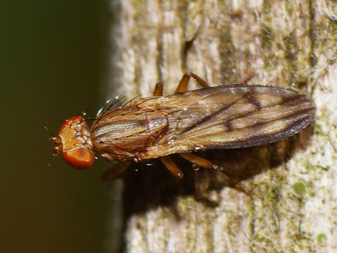 Opomyza germinationis (Linnaeus, 1758) &copy; Hans Jonkman