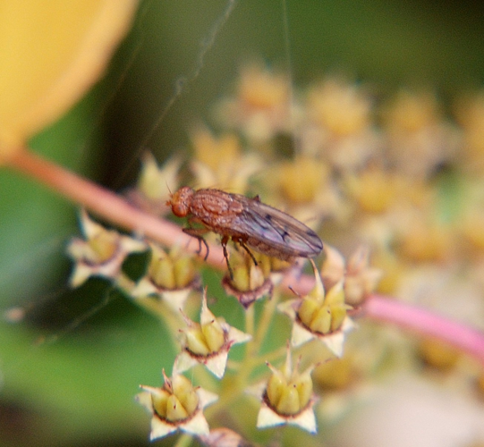 Suillia variegata (Loew, 1862) &copy; Louis Westgeest
