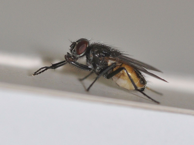 Musca domestica Linnaeus, 1758 &copy; Louis Westgeest