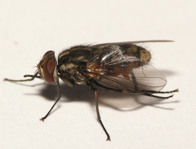 Stomoxys calcitrans (Linnaeus, 1758) &copy; Dick Belgers