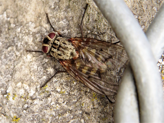 Phaonia tuguriorum (Scopoli, 1763) &copy; Martien van den Heuvel