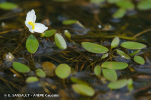  © E. SANSAULT - ANEPE Caudalis